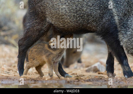 Javelina, Marana, near Tucson, Arizona. Stock Photo