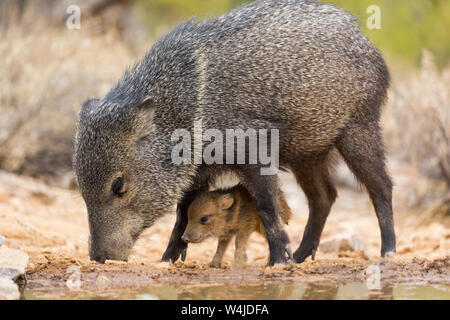 Javelina, Marana, near Tucson, Arizona. Stock Photo