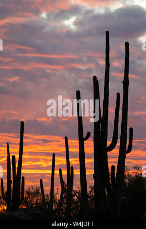 Sunset in the Tortolita Mountains, Marana, near Tucson, Arizona. Stock Photo