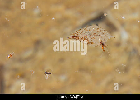 Water surface with decomposing leaf and insects in park pool Stock Photo