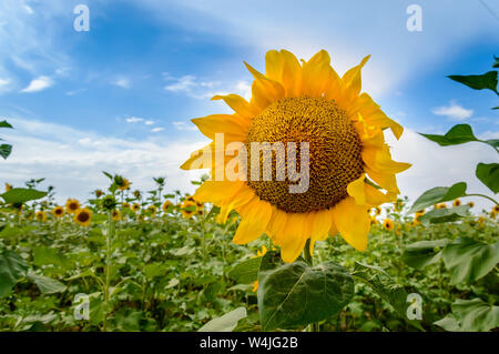 Sunflower field at sunset. Close-up of blooming yellow sunflower against blue sky. Summer rural landscape. Concept of rich harvest Stock Photo