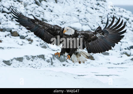 North America; United States; Alaska; Chilkat River; Wildlife; Birds; Predatory; Bald Eagle; Haliaeetus leucocephalus; Juvenile Stock Photo