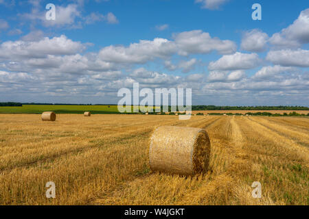 large rolls of straw lie on the harvested wheat field against the background of the Sunny blue sky Stock Photo
