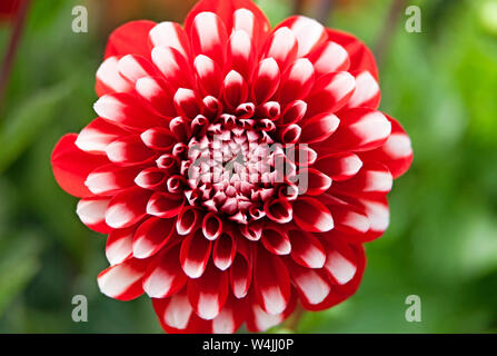 macro image on red and white flower Stock Photo