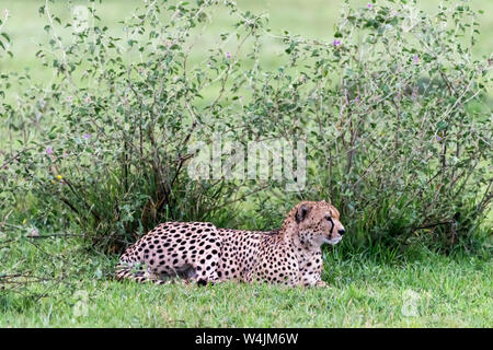 Male cheetah with bedraggled fur around its neck and head from a kill, Grumeti Game Reserve, Serengeti, Tanzania Stock Photo