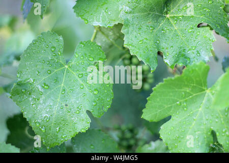 Vineyard after the rain. Close up grape leaves with water drops Stock Photo