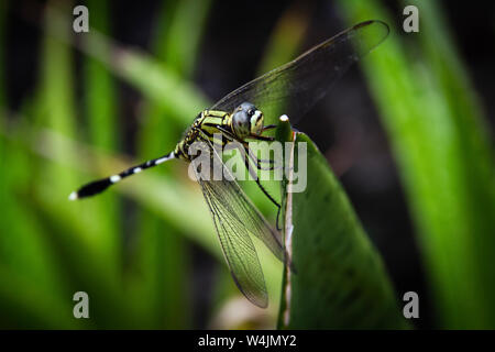 A dragonfly resting on the plant branches in a close-up picture Stock Photo