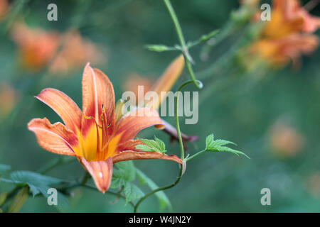 Orange-yellow lilies on a green blurred background. Beautiful blooming flowers close up on the Sunset Stock Photo