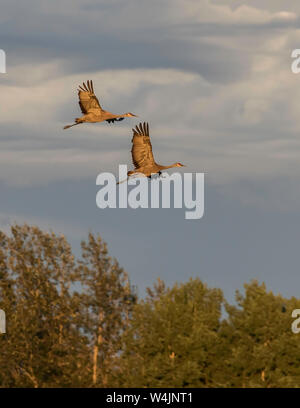 Lesser Sandhill Crane Pair Flying