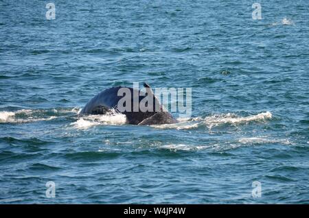 A glimpse of a Humpback Whale as descends to the depths. Stock Photo