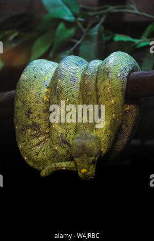 A young Burmese python, Python bivittatus, coiled over a tree branch is on display at the Chiang Mai Zoo in Northern Thailand. Stock Photo
