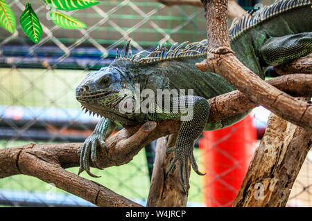One adult Green Iguana, Iguana iguana, sitting in a tree at the Chiang Mai Zoo in Northern Thailand. Stock Photo