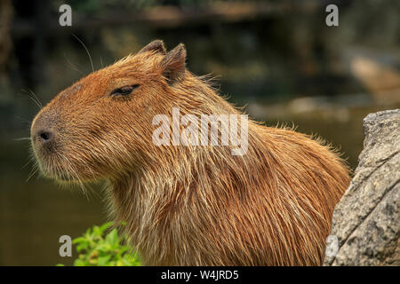 An adult Capybara, Hydrochoerus hydrochaeris, a rodent native to South America, suns itself at the Chiang Mai Zoo in Northern Thailand. Stock Photo