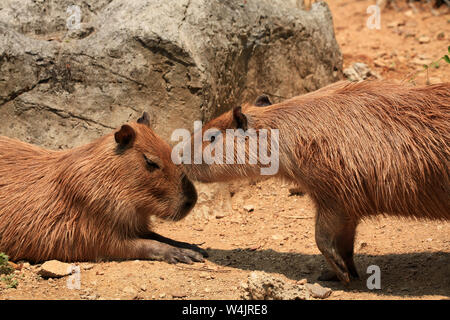 Capybara, Hydrochoerus hydrochaeris, mammals native to South America, are the largest rodents in the world. Two Capybara of the same group display soc Stock Photo