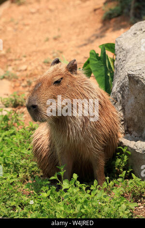 A lone, adult Capybara, Hydrochoerus hydrochaeris, sunning itself in a zoo located in Chaing Mai Zoo, Thailand. Stock Photo