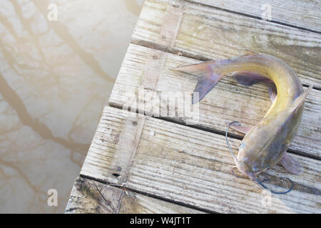 Blue Channel Catfish Caught in a Louisiana Bayou Stock Photo