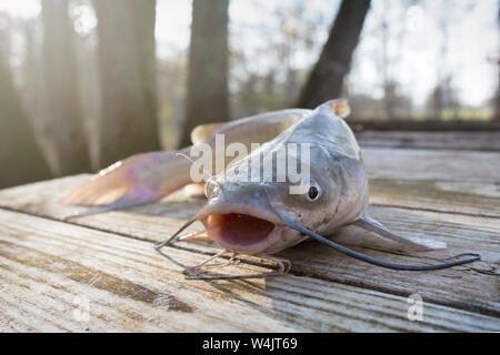 Blue Channel Catfish Caught in a Louisiana Bayou Stock Photo