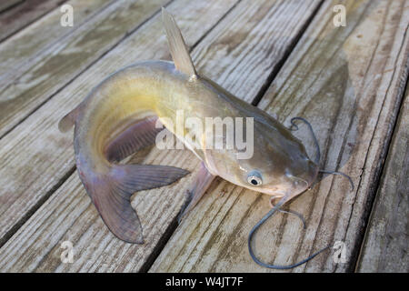Blue Channel Catfish Caught in a Louisiana Bayou Stock Photo - Alamy