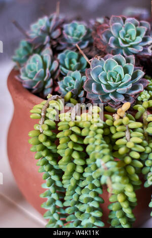 Close-up of succulent plant in flowerpot outdoors. Stock Photo