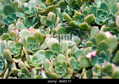 Large succulent plant used as decoration in the garden of a house. Stock Photo