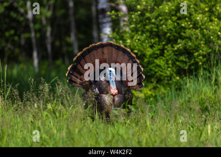 Tom turkey strutting for a hen in northern Wisconsin. Stock Photo