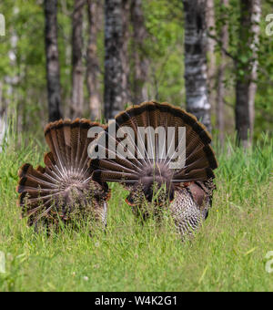 A view from the back of two tom turkeys strutting for a hen in northern Wisconsin. Stock Photo