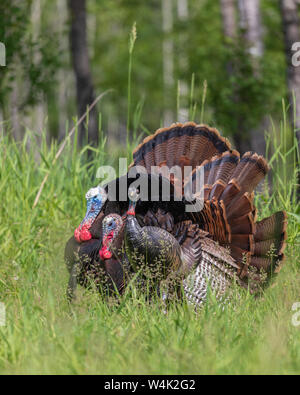 Tom turkeys strutting for a hen decoy in northern Wisconsin. Stock Photo