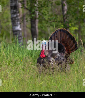 Tom turkey strutting for a hen in northern Wisconsin. Stock Photo