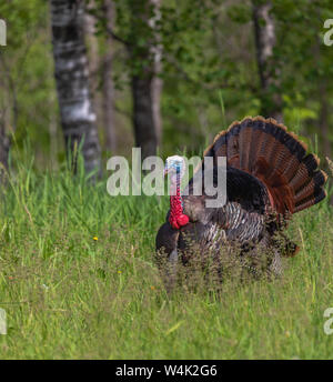 Tom turkey strutting for a hen in northern Wisconsin. Stock Photo