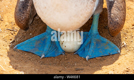 A blue footed booby (Sula nebouxii) with egg during the reproduction and nesting season, Espanola Island, Galapagos national park, Ecuador. Stock Photo