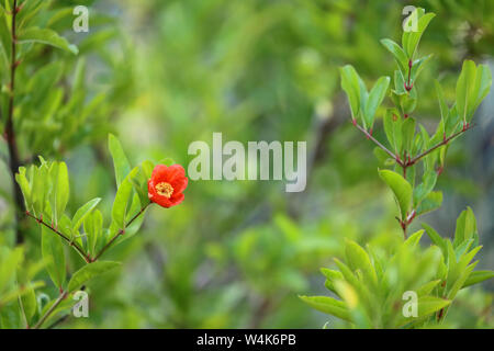 Sweet pomegranate flower on tree branch with leaves Stock Photo