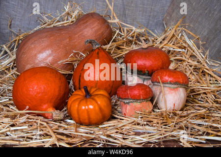The composition of a variety of types and varieties of pumpkins in the straw. Helowin composition for the holiday. Autumn Harvest Festival Stock Photo