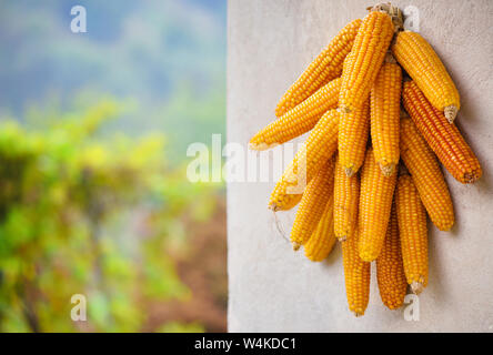 Cobs of corn drying in the open air сonnected with each other glumes on natural background Stock Photo