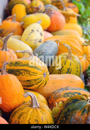Harvest pumpkins. Different varieties of squashes and pumpkins Stock Photo