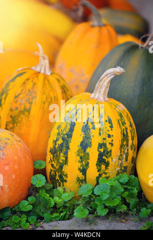 Harvest pumpkins. Different varieties of squashes and pumpkins Stock Photo