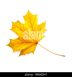 Autumn maple leaf isolated on a white background. Top view. Stock Photo