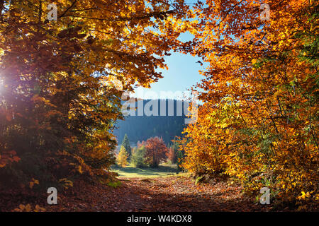 Beautiful autumn bright landscape with the sun shining through the trees Stock Photo