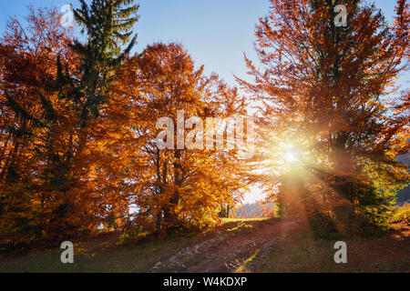 Beautiful autumn bright landscape with the sun shining through the trees Stock Photo
