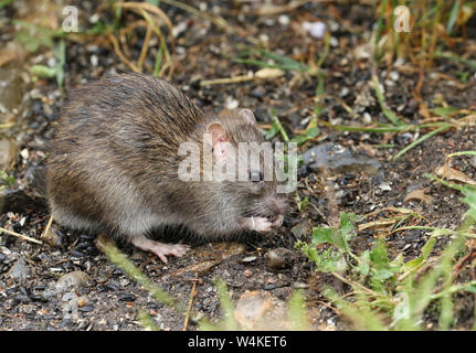 A wild Brown Rat, Rattus norvegicus, eating seads on the ground at the edge of a lake. Stock Photo