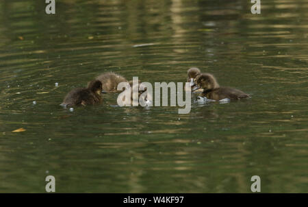 A family of cute Tufted Duck duckling, Aythya fuligula, swimming on a lake. They have been diving under the water feeding. Stock Photo