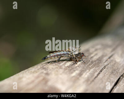 Robber fly , Asilidae, with its prey. Aka Assassin flies. Stock Photo