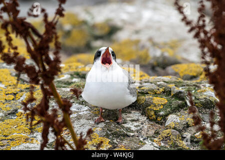 Arctic tern (Sterna paradisaea) chick on the ground, Farne islands, Northumberland, England Stock Photo