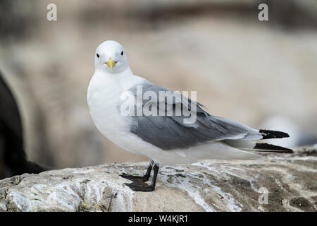 black-legged kittiwake (Rissa tridactyla) adult at breeding cliff, Farne Isles, Northumberland, England Stock Photo