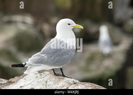 black-legged kittiwake (Rissa tridactyla) adult at breeding cliff, Farne Isles, Northumberland, England Stock Photo