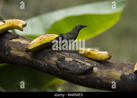 palm tanager in the subtropical rain forest that covers the western slopes of the Andes at Alambi hummingbird paradise in Ecuador. Stock Photo