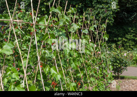 Scarlet runner beans (Phaseolus coccineus) growing up a frameworw of canes in the Walled Garden, Delapre Abbey, Northampton, UK Stock Photo
