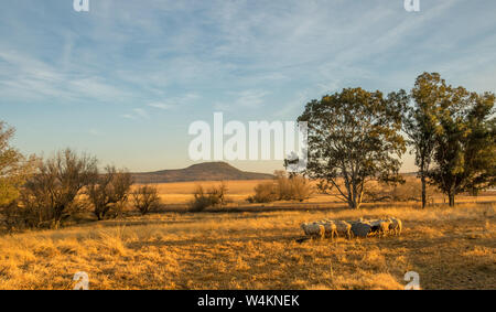 Sheep huddle together at a feeding spot on a cold winters morning image in landscape format Stock Photo