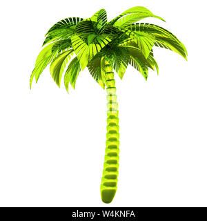 Tampa Bay Rays Sketch Red Yellow Coconut Tree White Background 3D