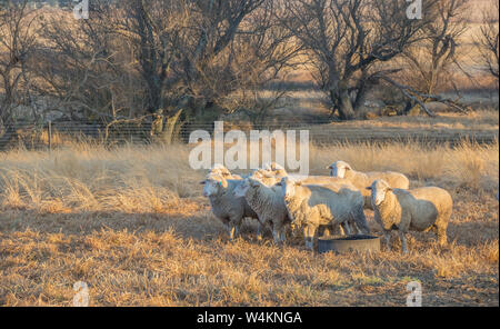 Sheep huddle together at a feeding spot on a cold winters morning image in landscape format Stock Photo