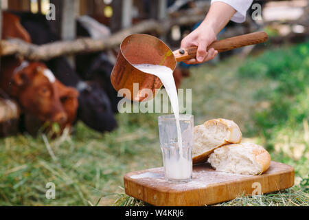 Raw milk. A man is pouring milk against the background of cows Stock Photo